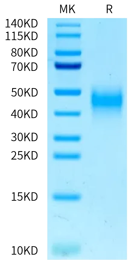 CD47-HP001 SDS-PAGE