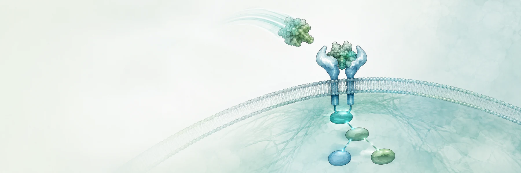 Cytokine binding a cell-surface receptor and activating intracellular signaling