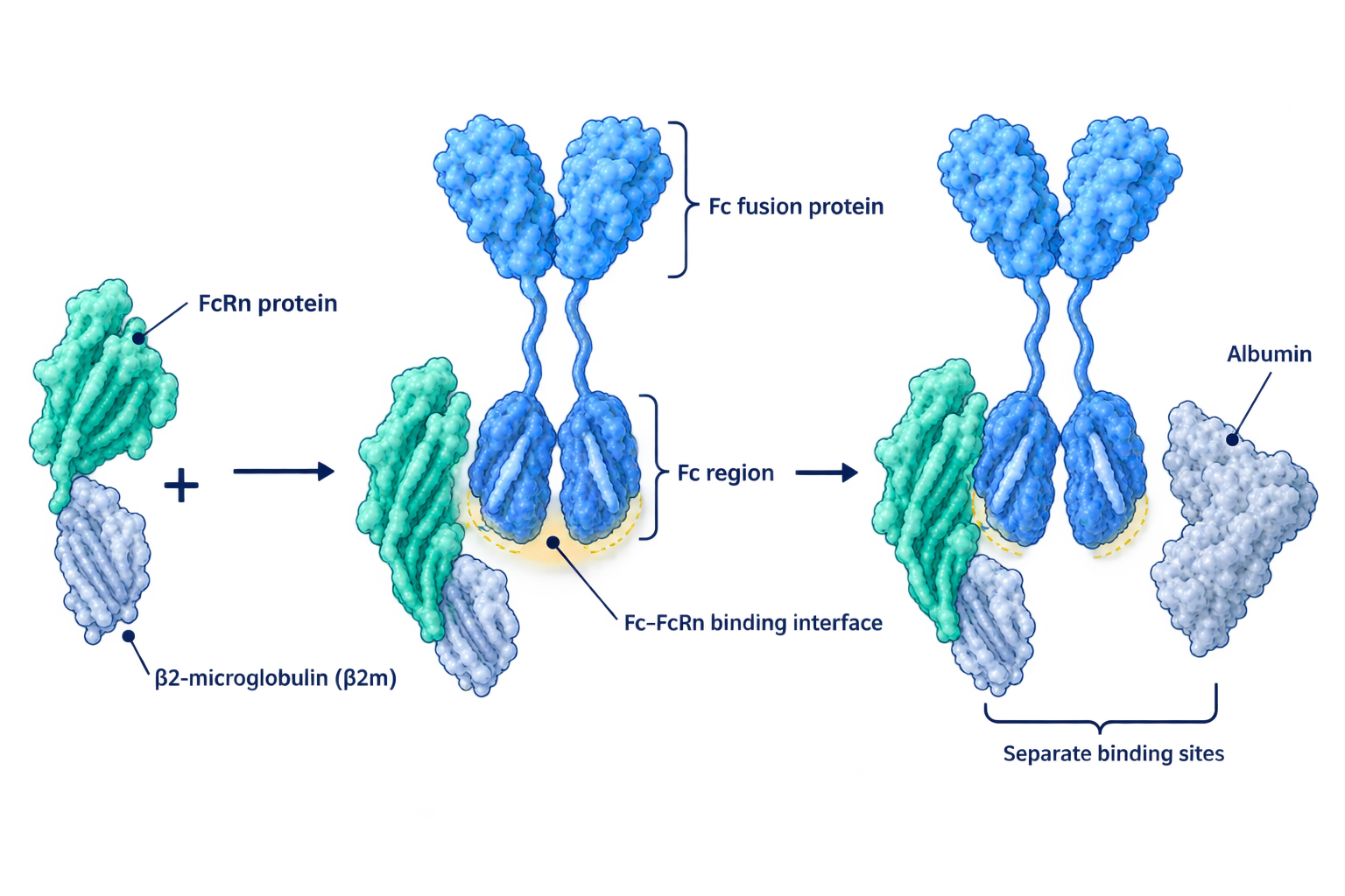 Fc fusion protein architecture and FcRn recognition diagram with English labels