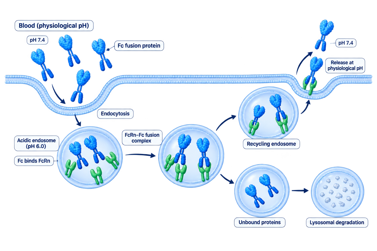 FcRn-mediated recycling pathway of Fc fusion proteins with English labels