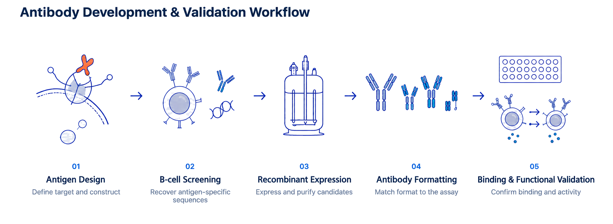 Five-stage antibody development and validation workflow from antigen design through binding and functional validation