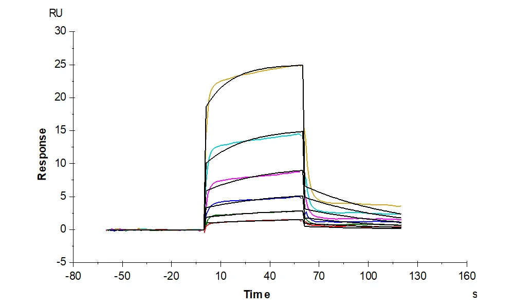 Real BLI and SPR sensorgram evidence published by PROVETOP