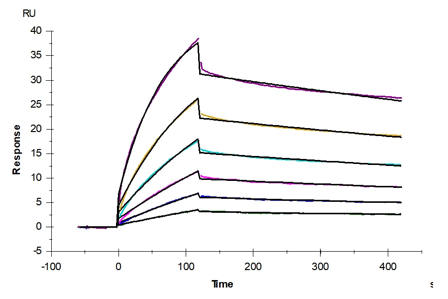LILRB2-HP002 LIL-HM2B2-SPR-3 result