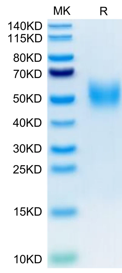2B4-HB003 Bis-Tris-PAGE-white result