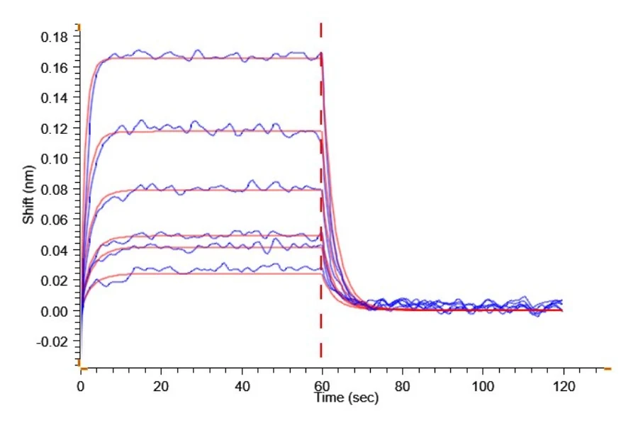 2B4-HP002 BLI result