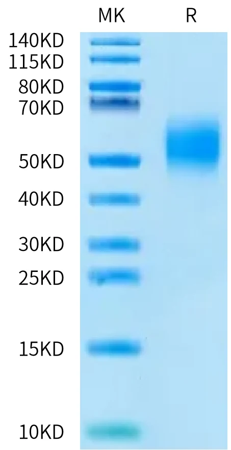 2B4-HP002 Bis-Tris-PAGE-white result