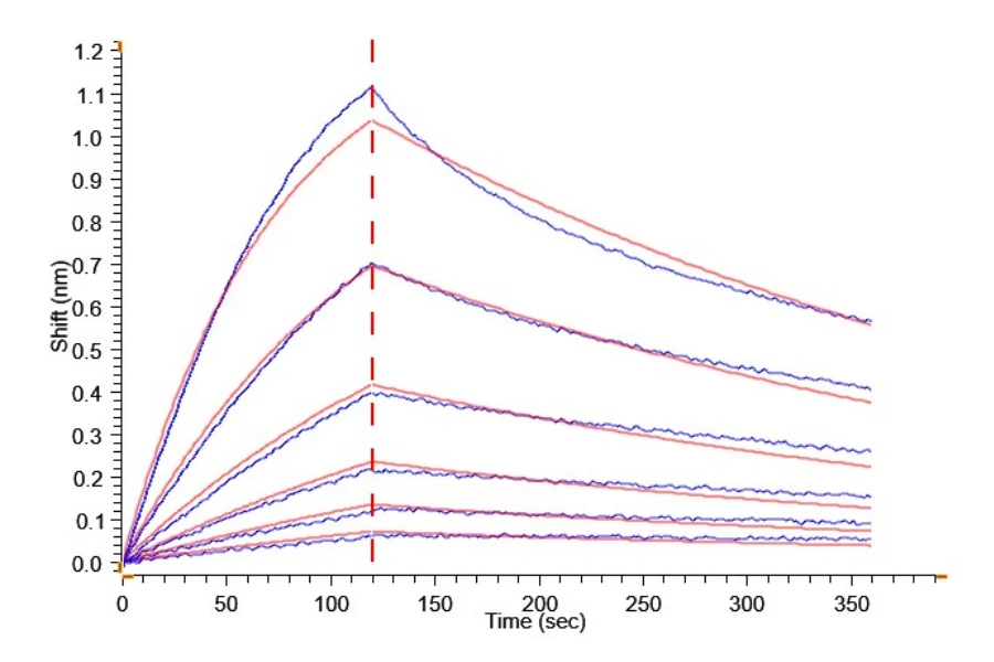 2B4-HP003 BLI result