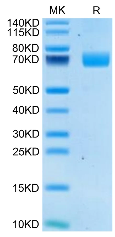 2B4-HP003 Bis-Tris-PAGE-white result