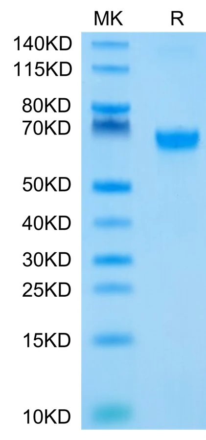 41BB-HB007 Bis-Tris-PAGE-white result