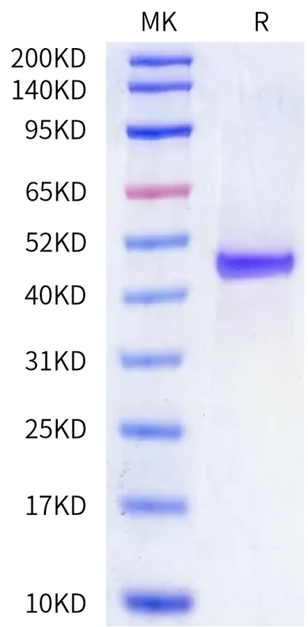 41BB-HP002 Bis-Tris-PAGE-white result