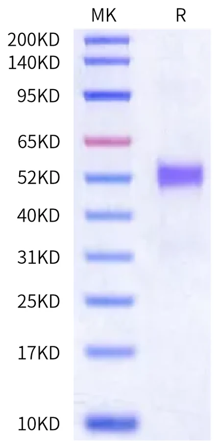 41BB-HP003 Bis-Tris-PAGE-white result
