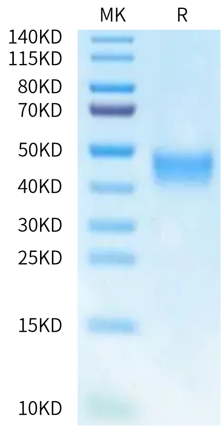 41BB-MP001 Bis-Tris-PAGE-white result