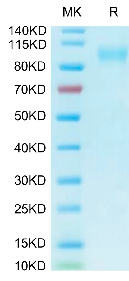 ACE2-HB001 Bis-Tris-PAGE-white result