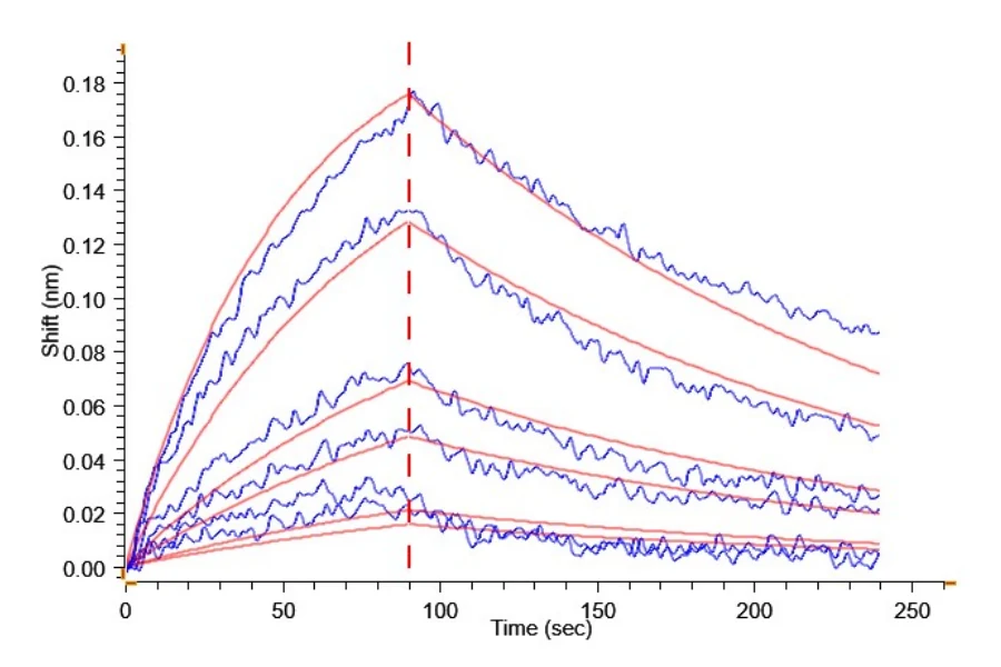 ACE2-HB002 BLI result