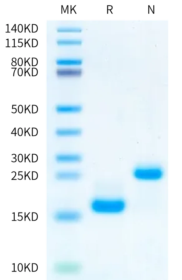 ACTIVINA-HB001 Bis-Tris-PAGE-white result