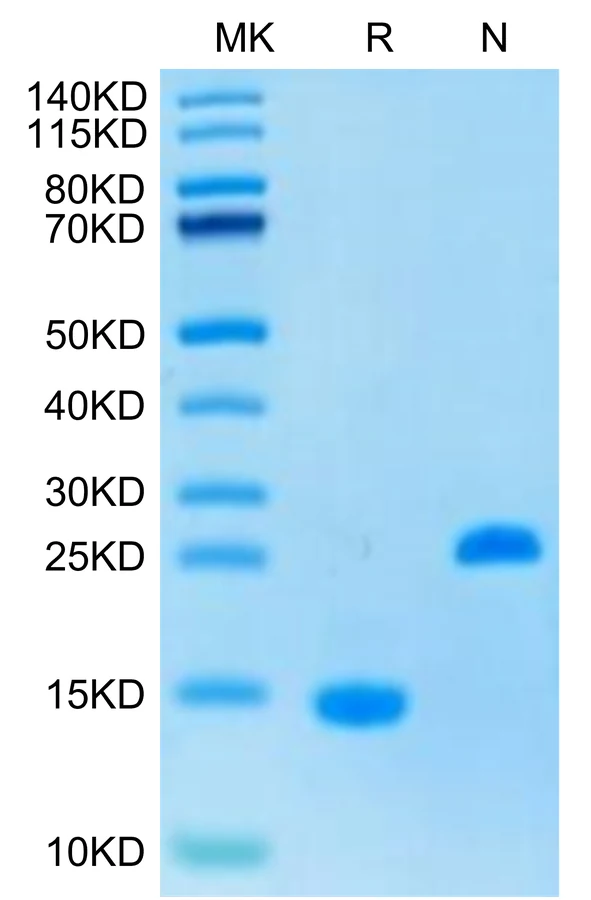 ACTIVINA-HP001 Bis-Tris-PAGE-white result
