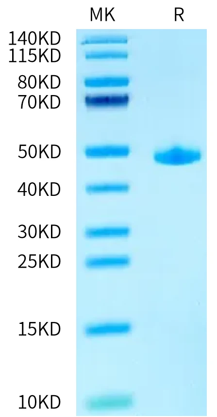 ACVR1-HF001 Bis-Tris-PAGE-white result