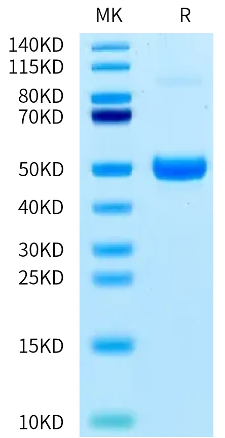 ACVR1B-HF001 Bis-Tris-PAGE-white result