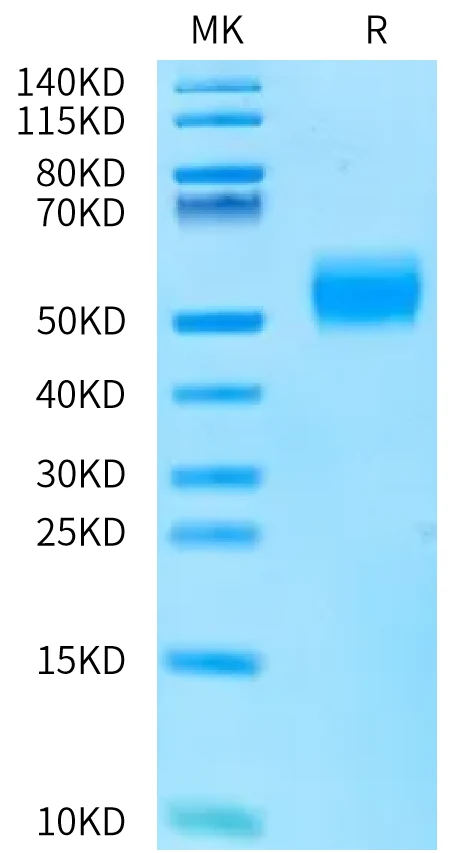 ALK7-HF001 Bis-Tris-PAGE-white result