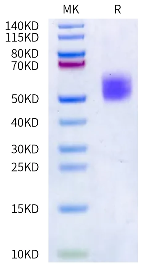 ALK7-RF001 Bis-Tris-PAGE-white result