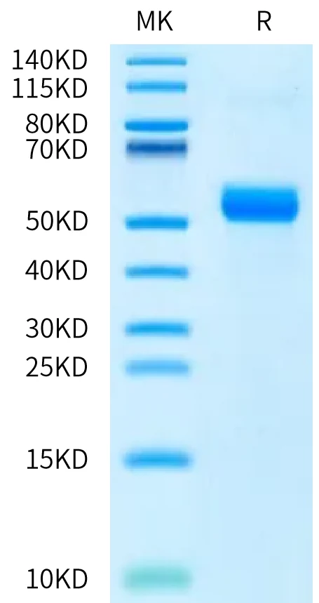 ANGPTL7-HB001 Bis-Tris-PAGE-white result