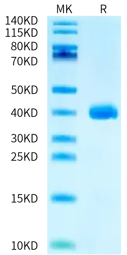 APOE3-HB001 Bis-Tris-PAGE-white result