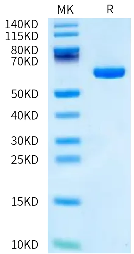 APRIL-CP001 Bis-Tris-PAGE-white result
