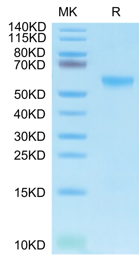 APRIL-HB001 Bis-Tris-PAGE-white result