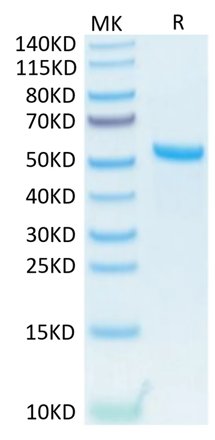 APRIL-HP001 Bis-Tris-PAGE-white result