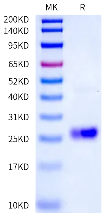APRIL-HP002 Bis-Tris-PAGE-white result