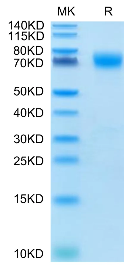 B7H3-CP001 Bis-Tris-PAGE-white result