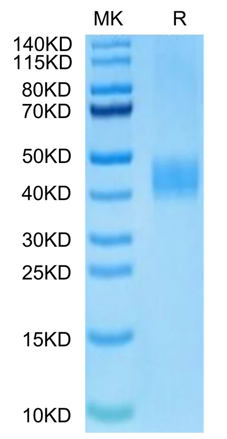 B7H3-HB002 Bis-Tris-PAGE-white result