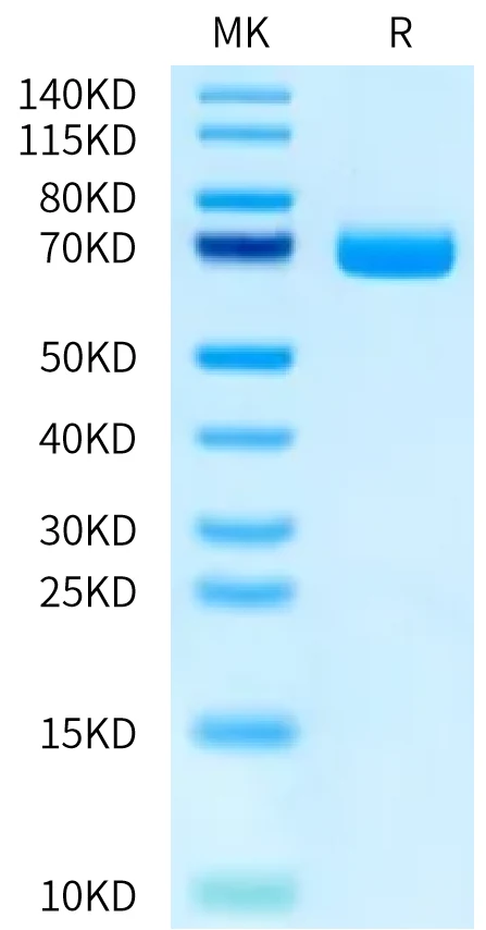 B7H3-HB003 Bis-Tris-PAGE-white result