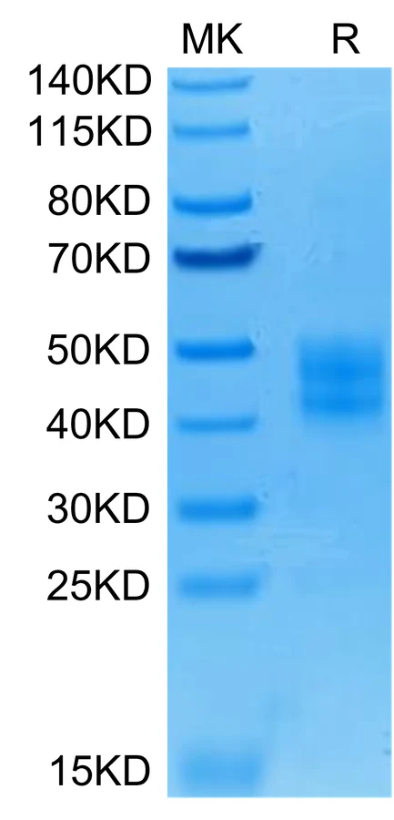 B7H3-HP003 Bis-Tris-PAGE-white result