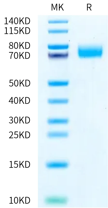 B7H3-HP004 Bis-Tris-PAGE-white result