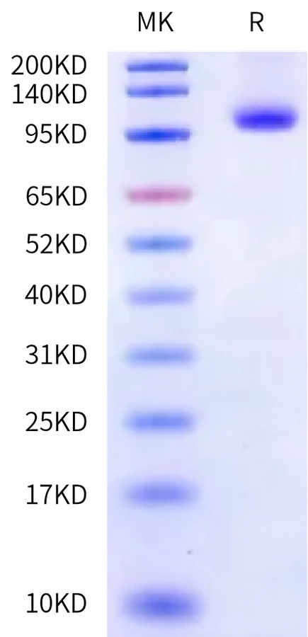 B7H3-HP008 Bis-Tris-PAGE-white result