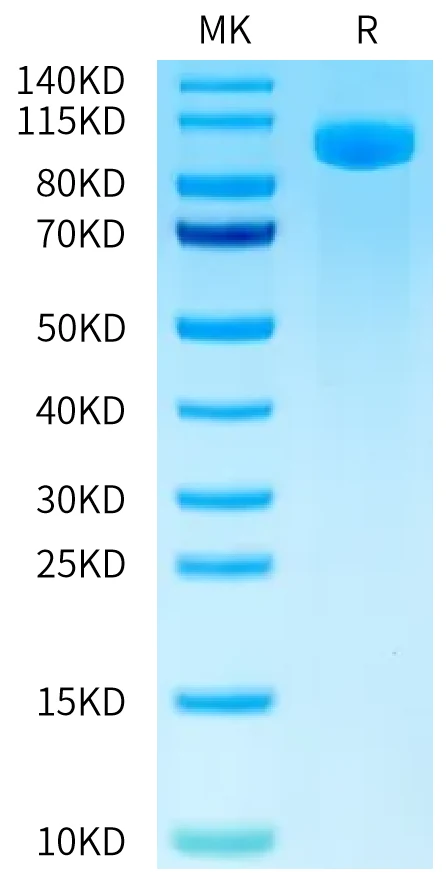 B7H3-HP009 Bis-Tris-PAGE-white result