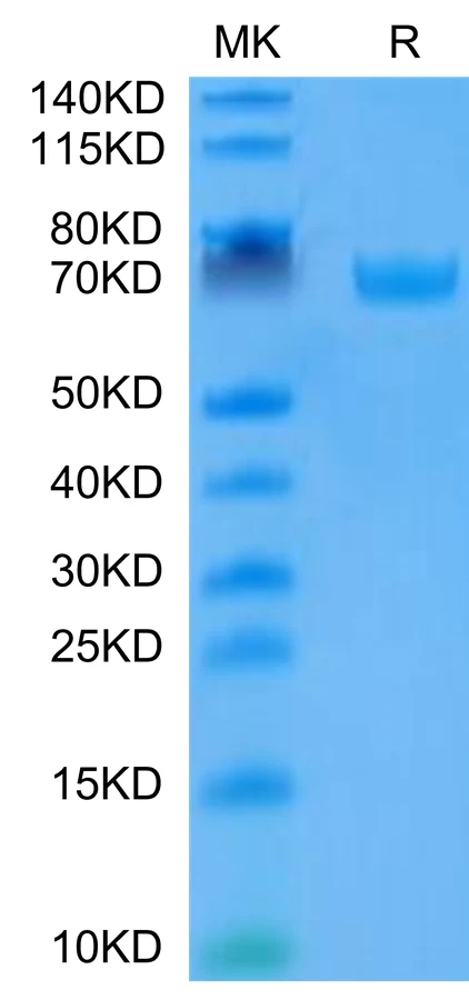 B7H3-HP011 Bis-Tris-PAGE-white result