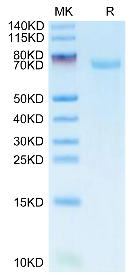 B7H3-HP012 Bis-Tris-PAGE-white result
