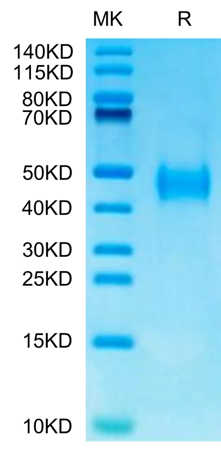 B7H3-MP001 Bis-Tris-PAGE-white result