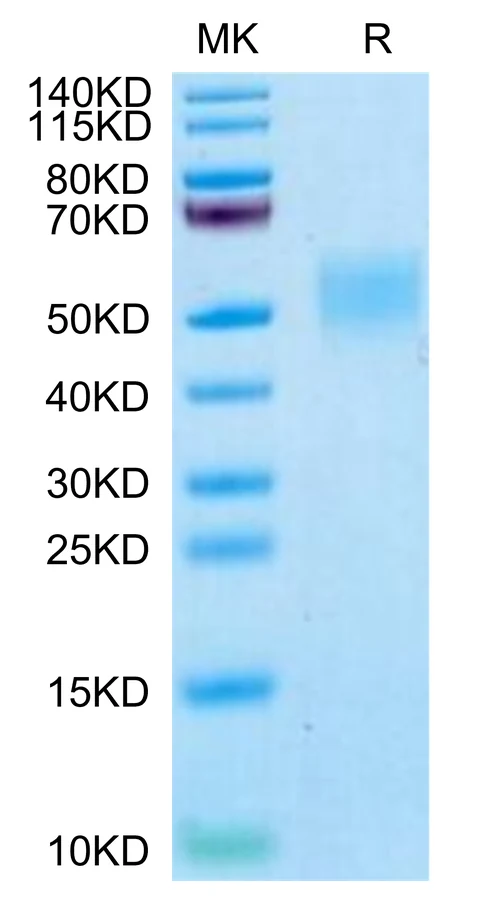 B7H4-CP001 Bis-Tris-PAGE-white result