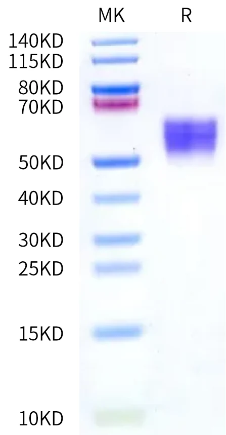 B7H4-HP002 Bis-Tris-PAGE-white result