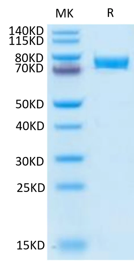 B7H4-HP003 Bis-Tris-PAGE-white result