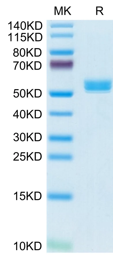 BAFF-CB002 Bis-Tris-PAGE-white result