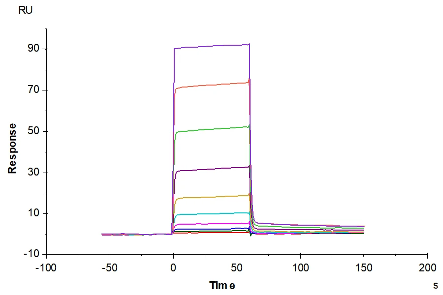 BAFF-CB002 SPR result