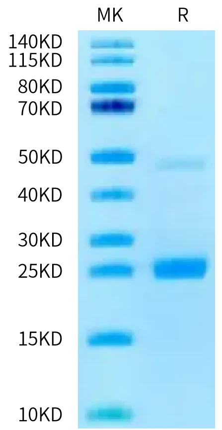 BAFF-HB003 Bis-Tris-PAGE-white result