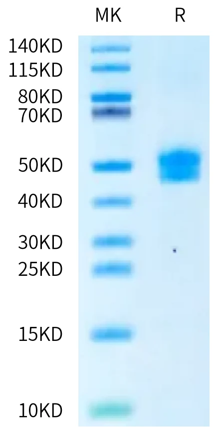 BAFFR-CF001 Bis-Tris-PAGE-white result