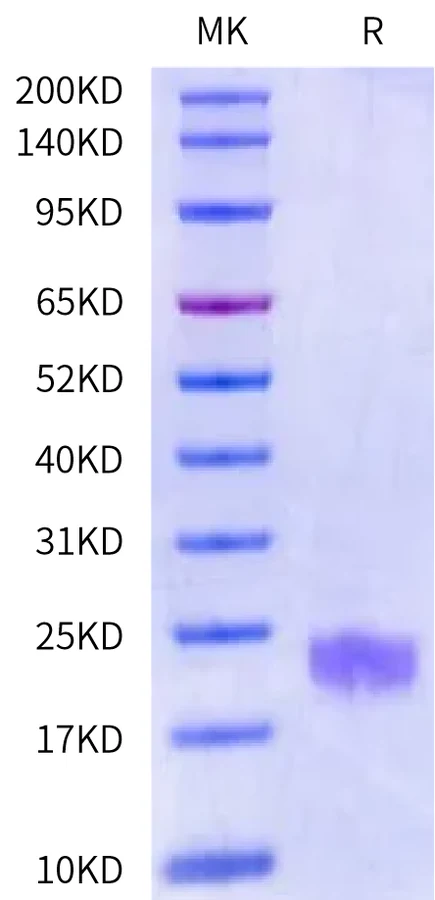 BAFFR-HB001 Bis-Tris-PAGE-white result