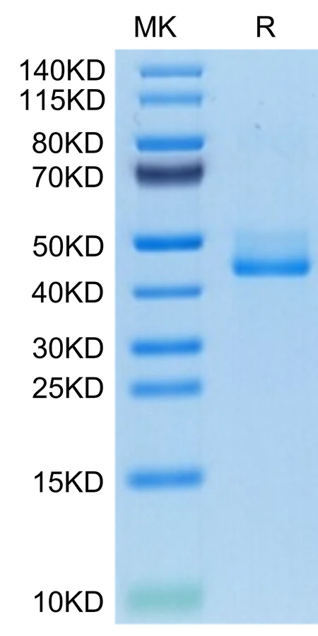 BAFFR-HF001 Bis-Tris-PAGE-white result