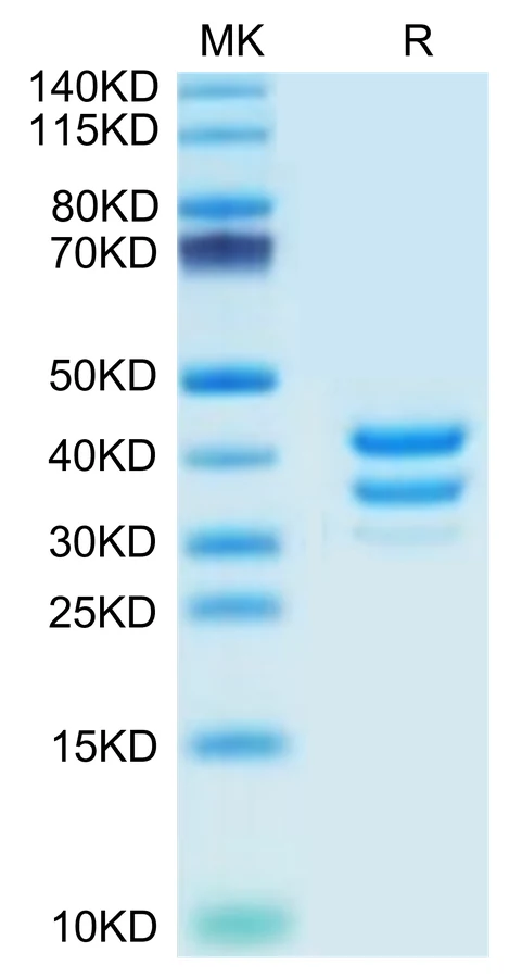 BAFFR-MF001 Bis-Tris-PAGE-white result